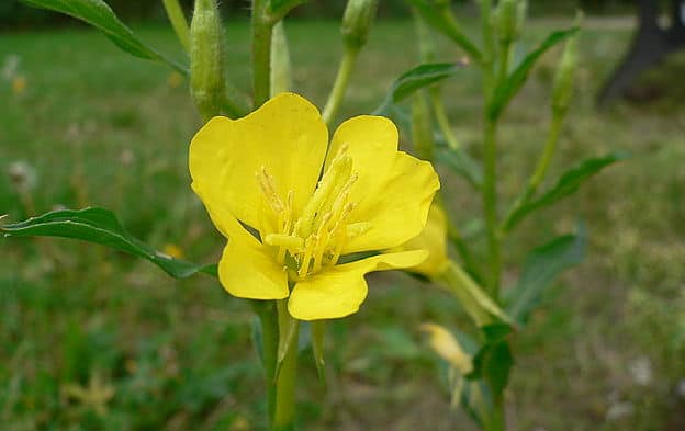 evening primrose flower