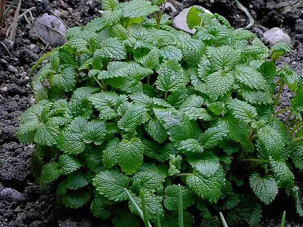 lemon balm plant