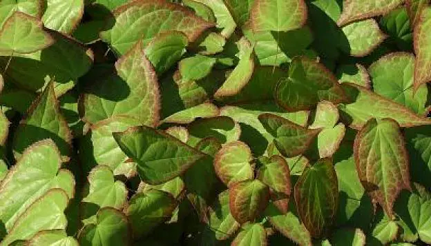 Epimedium grandiflorum Horny Goat Weed Side Effects and Benefits