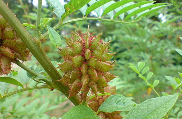 licorice plant