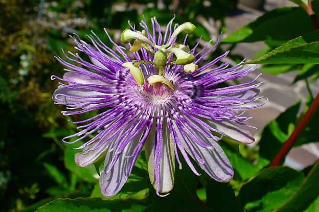 passion flower