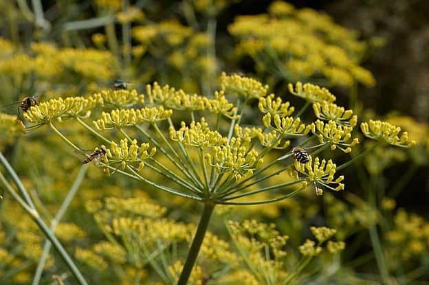 fennel herb