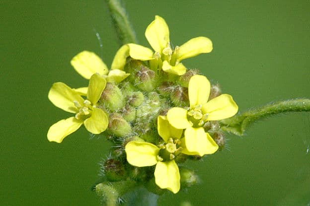 hedge mustard flowers