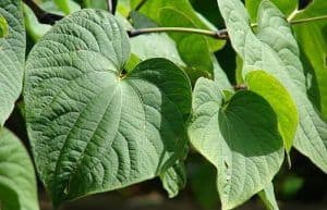 kava kava plant