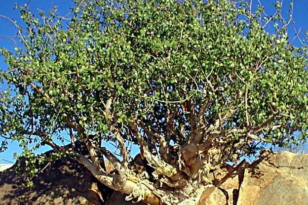 myrrh tree