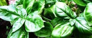 grow basil indoors