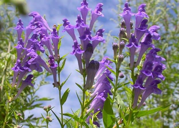 Chinese skullcap flowers