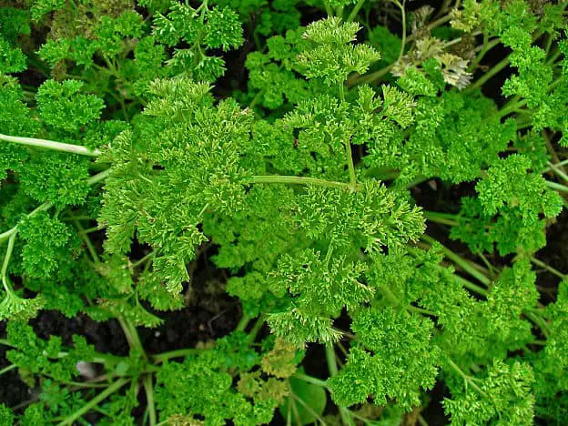 parsley leaves