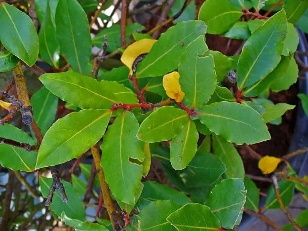 bay laurel