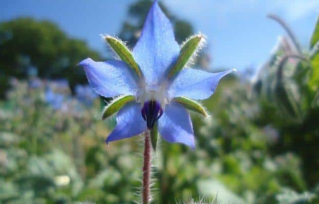 Borage (Borago officinalis)