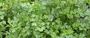 growing parsley