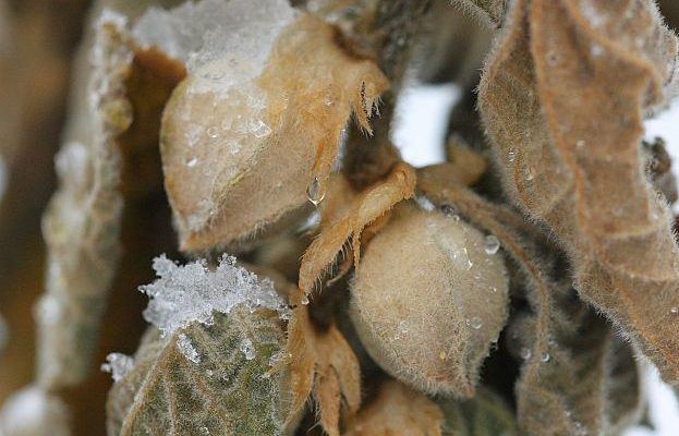 ashwagandha seedpods