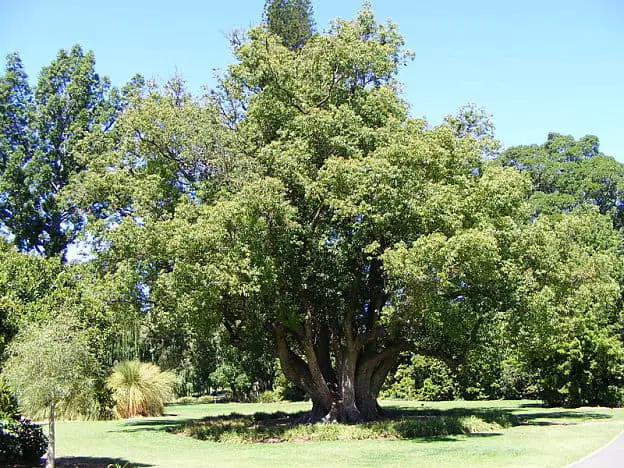 camphor tree