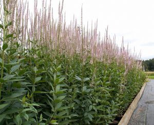 culver's root