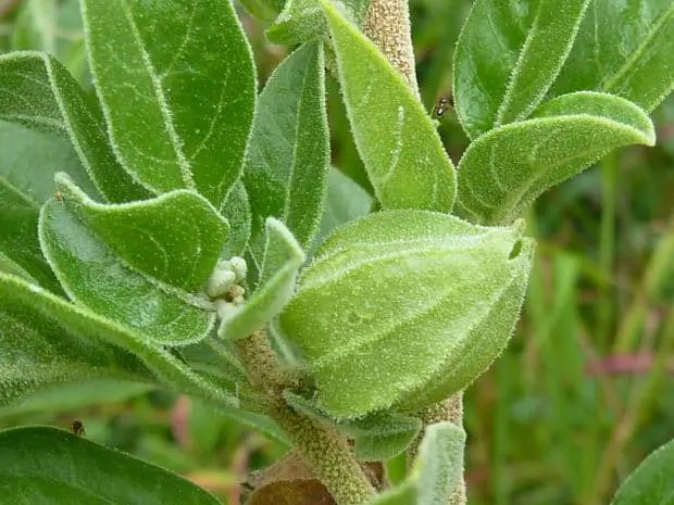 ashwagandha seedpods