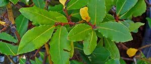 bay laurel herb