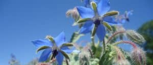 borage-medicinal-herb