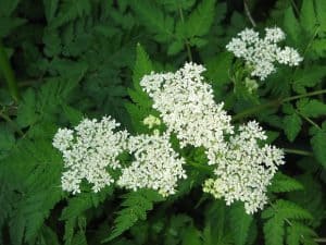 Cicely medicinal herb