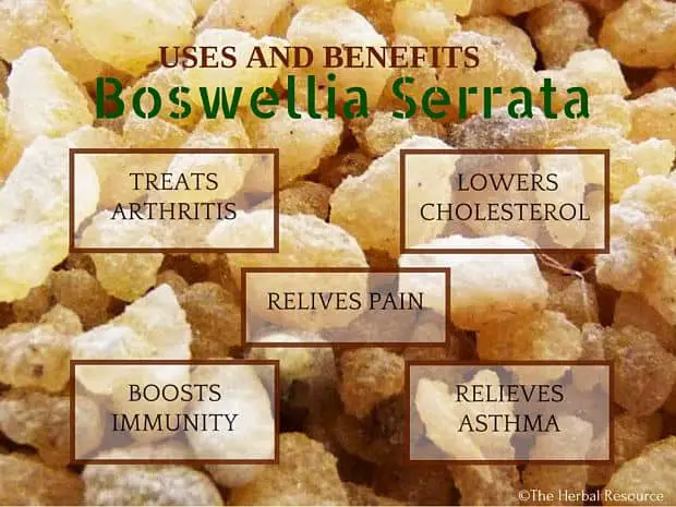 boswellia serrata benefits