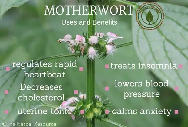 motherwort benefits and uses