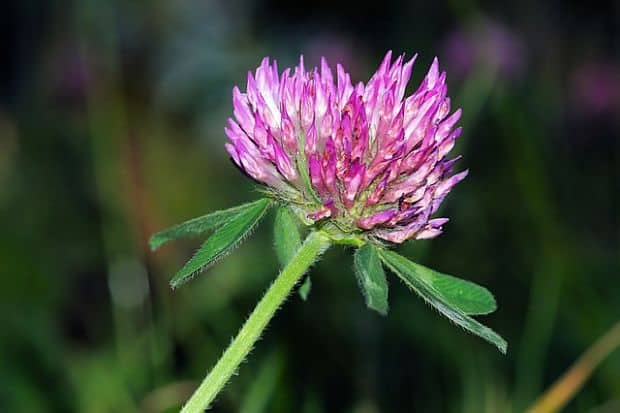 red clover flower herb