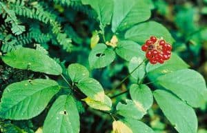 American ginseng herb