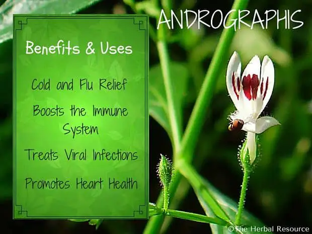 andrographis benefits and uses