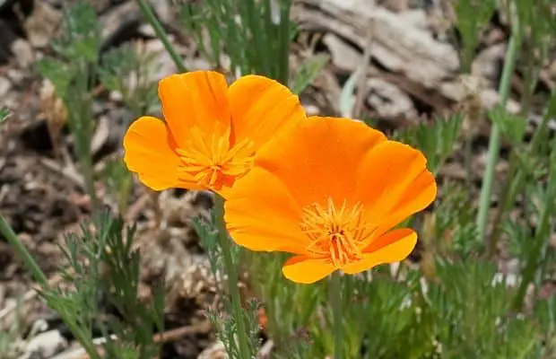 California poppy flower herb