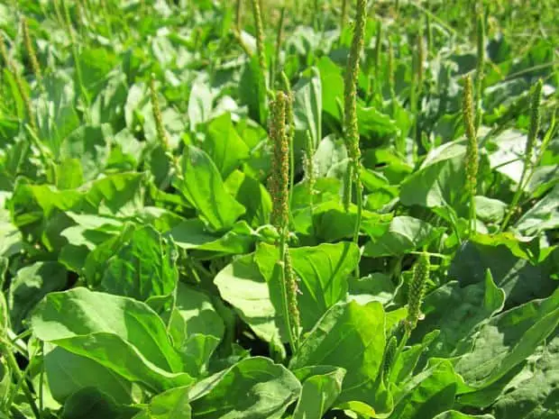 common plantain herb