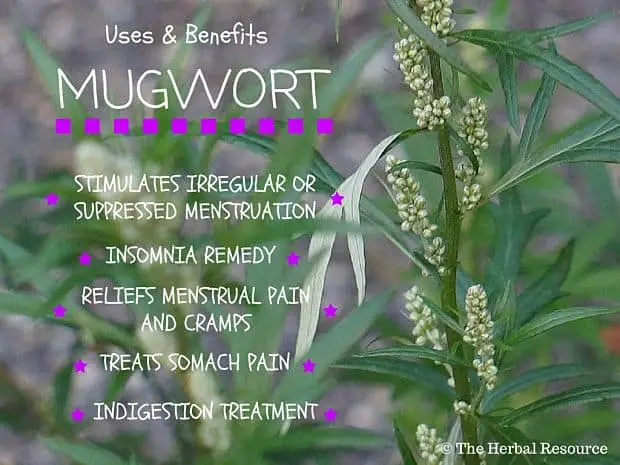 mugwort benefits