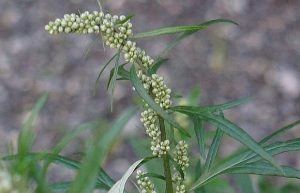 mugwort herb