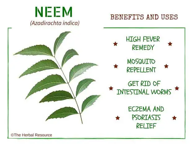 neem benefits and uses
