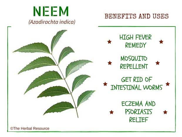 Neem Benefits and Uses as a Medicinal Herb