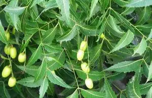 neem herb uses