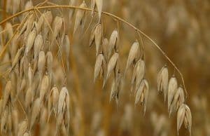 oat straw plant