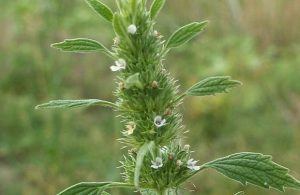 white horehound plant