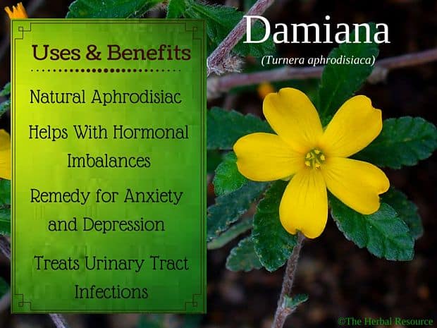 damiana benefits