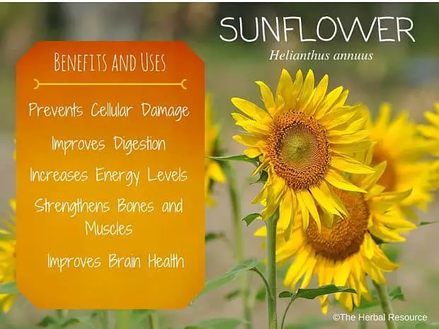 sunflower benefits and uses