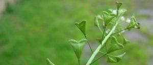 shepherd’s purse seed pods