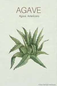 agave herb