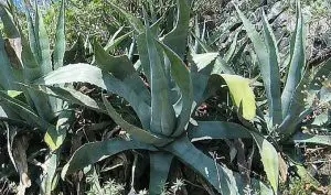 agave uses