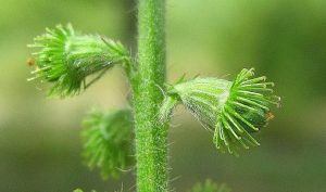 agrimony herb