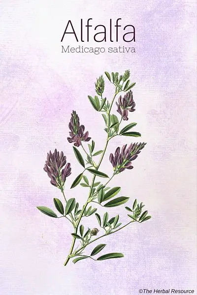 alfalfa herb (Medicago sativa)