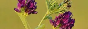 alfalfa plant (Medicago sativa)