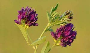 alfalfa plant (Medicago sativa)