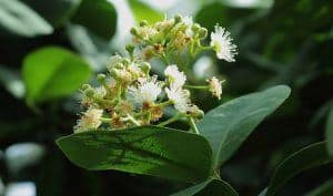 allspice herb