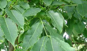 amur cork tree leaves