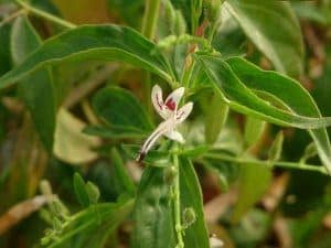 Andrographis paniculata flower