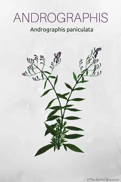 Medicinal Herb Andrographis paniculata