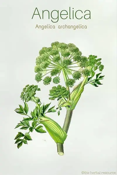 Medicinal herb Angelica archangelica